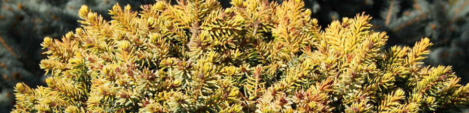 lawenda sadzonki sklep